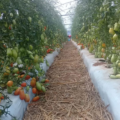 Productores mejoran sus cultivos de tomate en Curuguaty