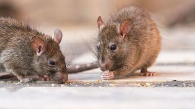 Se descarta hantavirus en Capiatá tras examen en laboratorio internacional