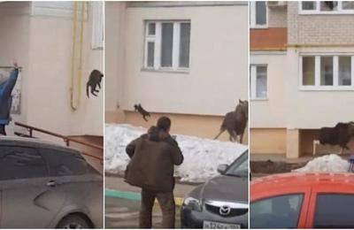 La insólita maniobra de una mujer para espantar a un alce salvaje: le lanzó un gato