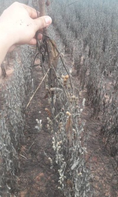 Lluvias ya generan pérdidas al agro