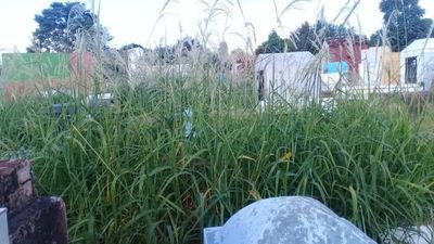 "Limpieza en el cementerio esta en etapa final"