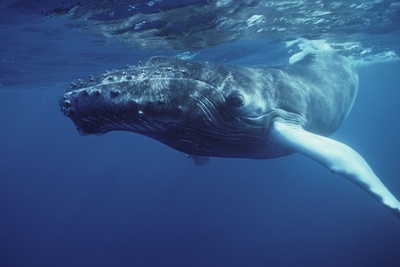Las ballenas jorobadas, el animal más complejo del mundo acústicamente