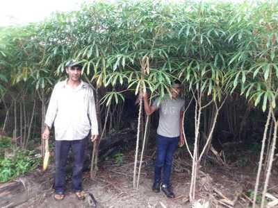 Monitorean proyectos y verifican rubros en fincas de productores