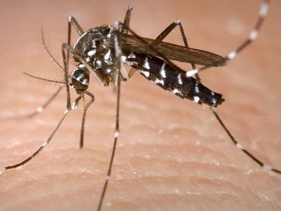 Registran más de 300 casos de dengue en la última semana
