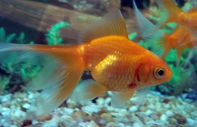 Recibe multa por tragar un pez dorado vivo