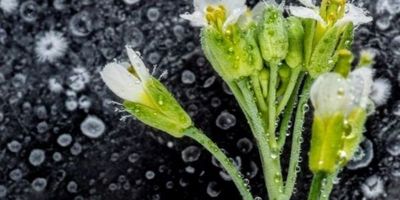 Crean plantas que fabrican nanomateriales