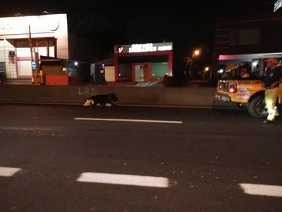 Vacas sueltas ocasionaron un choque en ruta 2