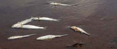 Falta de oxígeno ahoga a los peces