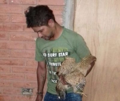 Detienen a hombre de 25 años por violar a una indefensa gallina en Villa Hayes.