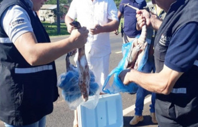 Decomisan animales silvestres faenados
