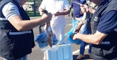 MADES: Decomisan animales silvestres faenados