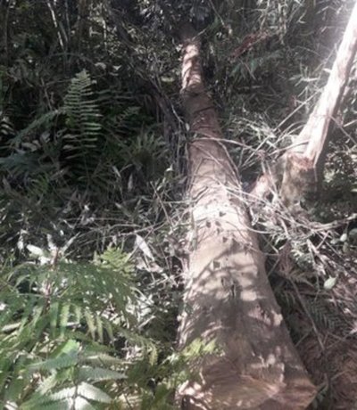 Detienen a cinco personas por talar árboles nativos cerca del Parque Nacional de Ñacunday