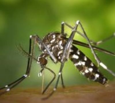 Tres personas ya murieron por dengue en el 2019