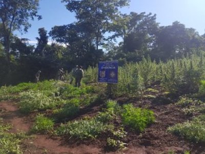 Destruyen 8,5 hectáreas de plantación de marihuana cerca de construcción de laboratorio