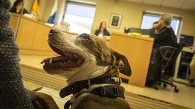 "Milagros", la pitbull citada por una jueza como testigo por maltrato animal