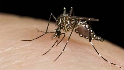 Seis muertos por dengue