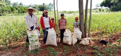 Productores de algodón reportan dificultades