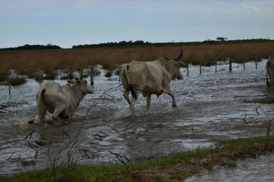 Lluvias retornarían desde hoy en varias zonas del país