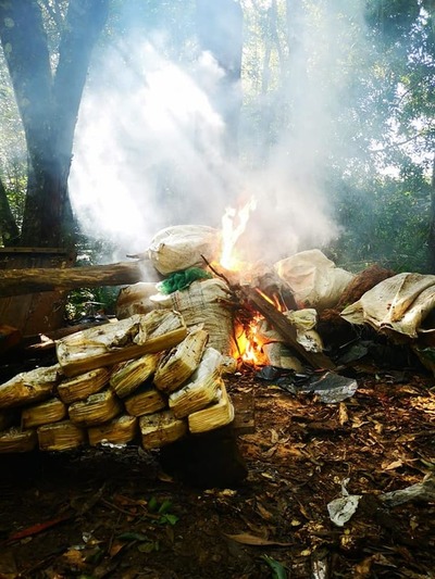 Destruyen centro de procesamiento y cultivo de marihuana en Caaguazú