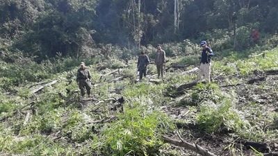 Operativo Antidroga deriva en la incineración de 5 plantaciones de marihuana