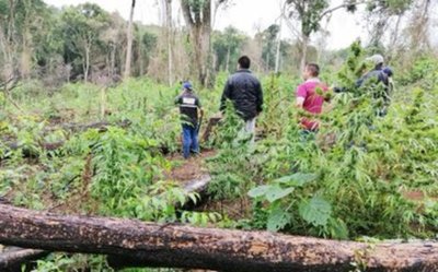 Detectan gran deforestación para producción de marihuana en Parque Nacional de Caazapá