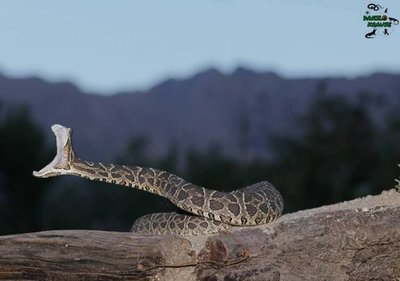 Serpientes: ¿Qué tan peligrosas son?