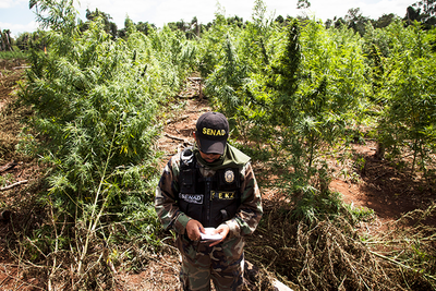 Senad propone subsidio para que campesinos dejen de cultivar marihuana