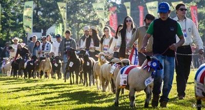 San Miguel: Continúan las actividades del Festival del “Ovecha Rague”
