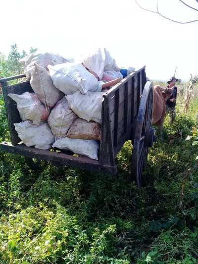 Productores logran comercializan 50.000 kilos de mandioca en San Juan Nepomuceno