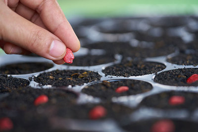 What Is a Genetically Modified Crop? A European Ruling Sows Confusion