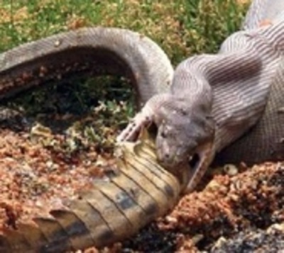 Impresionantes imágenes de una pitón devorando a un cocodrilo