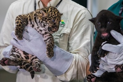Dos cachorros de jaguares nacen en refugio biológico de Itaipú