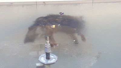 El perro congelado que conmueve a Bolivia