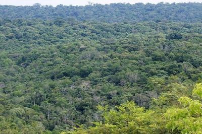 Lanzan un manual de restauración de bosques protectores de cauces hídricos
