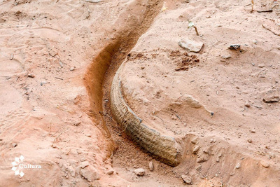 Hallazgo arqueológico en Limpio