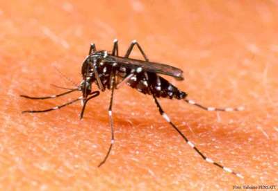 Instan a permanecer alerta pese a descenso de casos de arbovirosis