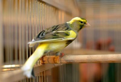 Pájaros en casa: claves para aumentar su esperanza de vida