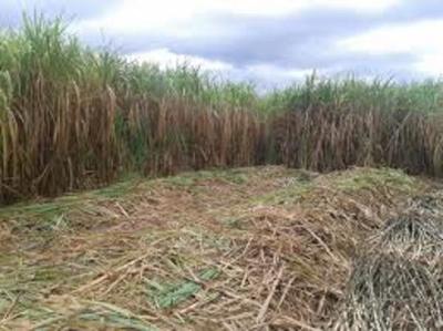 Petropar anuncia compra de caña de azúcar