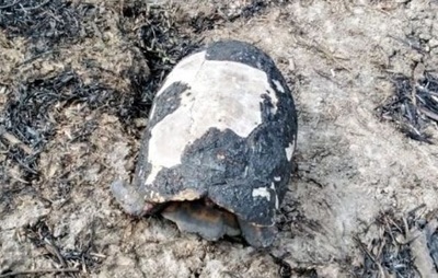 Incendio de gran magnitud afectó a reserva “Los Tres Gigantes” en Bahía Negra