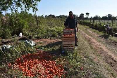 Lichi asegura que no prometió a arroyenses que se iba a pagar G. 4.000 por kg de tomate