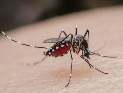 Aún no se confirma si mujer murió por dengue