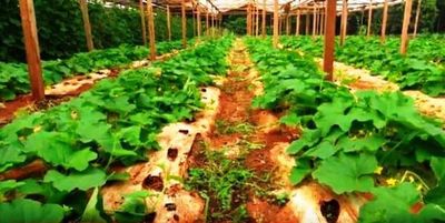 Cultivo de melón y pepino bajo invernadero