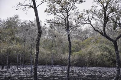 Bahía Negra: “el incendio no afectó la fauna”