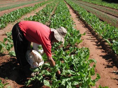 Cultivo de acelga