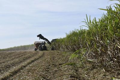 Recolección de caña de azúcar para la industria