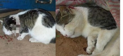 Kiko el gato que salvó a su dueña de ser mordida por una serpiente venenosa