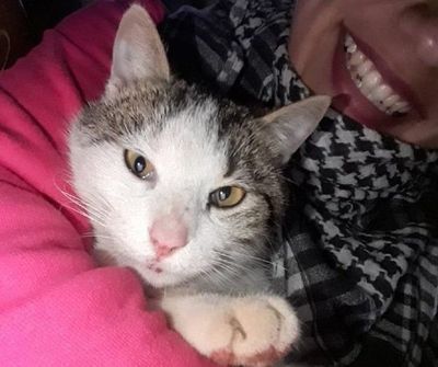 Murió Kiko, el gato que salvó a su dueña de una mordedura de serpiente