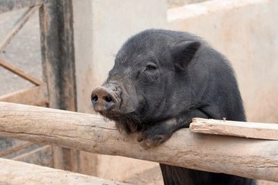 Fiscalía ordena a la Policía encontrar un chancho perdido en Itá Enramada