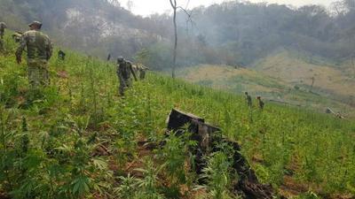 En operativo anulan más de 477 toneladas de marihuana