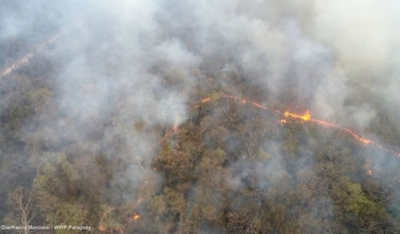 Más de 150.000 hectáreas de bosques ya fueron afectadas por incendios en Chaco